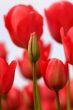 Pink tulips