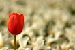 Single red tulip
