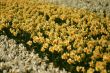 Fields of daffodils