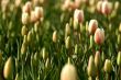 Field of pink tulips