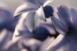Small purple flowers