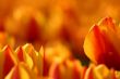 Red and yellow tulips