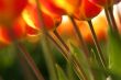 Orange tulips