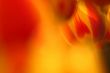 Red and yellow tulip