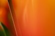 Abstract tulip blur