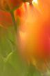 Soft focus tulips