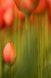 Longstemmed tulips