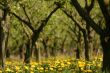 Apple orchard in spring