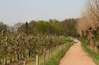 Walking through the orchards