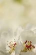 White blossom