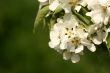 Beautiful blossom