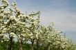 Apple orchard