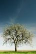 Single apple tree