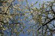 Apple blossom branches