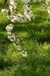 Blossom and grass
