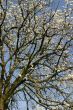 Blossom tree