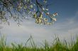 Branches of blossom