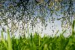 Blossom and grass