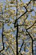 Branches of blossom