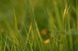 Grass in evening light
