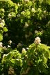 Green leaves and flowers
