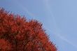 Red tree, blue sky