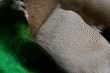 Feathers up close