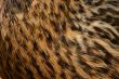 Feathery coat