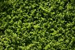 Small green leaves