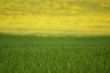 Wheat and rapeseed