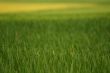 Green and yellow wheat field