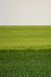 Lined wheat field