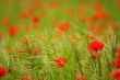Poppies in green field