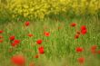 Poppies and rapeseed