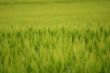 Green wheat field