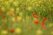 Poppies and rapeseed