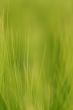 Wheat close-up