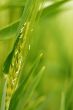 Close-up: wheat field