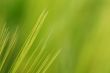 Wheat close-up