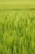 Wheat field up close