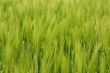 Wheat plants