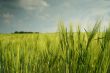 Landscape with wheatfield