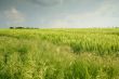 Landscape with wheatfield