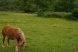 Scratching horse
