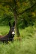 A donkey in green