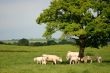 Cows under a tree