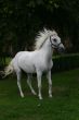 Arabian horse
