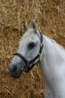 Arabian horse portrait