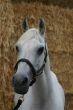 Arabian horse head