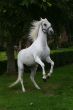 Rearing horse